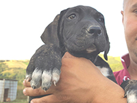 cucciolo cane corso testa